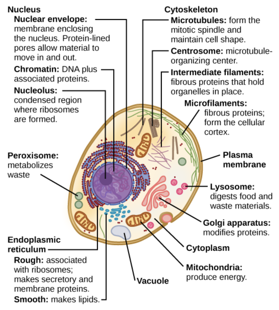 Animal Cell